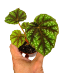 Begonia pseudcedulis Shiwanshan