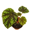 Begonia pseudcedulis Shiwanshan