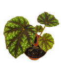 Begonia pseudcedulis Shiwanshan