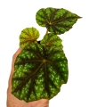 Begonia pseudcedulis Shiwanshan
