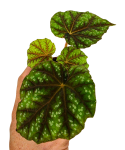 Begonia pseudcedulis Shiwanshan