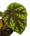 Begonia pseudcedulis Shiwanshan