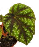 Begonia pseudcedulis Shiwanshan