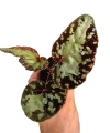 Begonia Silver Moon