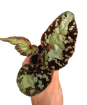 Begonia Silver Moon