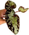 Begonia Silver Moon