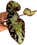 Begonia Silver Moon