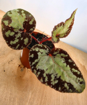 Begonia Silver Moon
