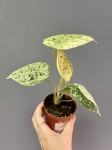 Alocasia Dragon scale mint