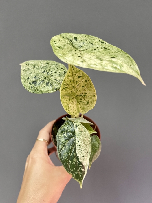 Alocasia Dragon scale mint