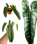 Philodendron felix