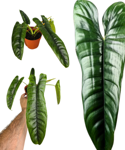  Philodendron felix - M