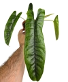 Philodendron felix