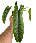 Philodendron felix