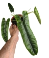 Philodendron felix