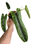 Philodendron felix
