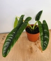 Philodendron felix