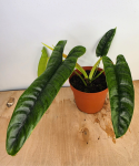 Philodendron felix