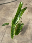 Philodendron felix starsza roślina