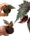 Begonia sp. Miri