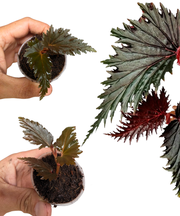 Begonia sp. Miri