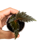 Begonia sp. Miri