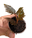 Begonia sp. Miri