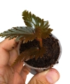 Begonia sp. Miri