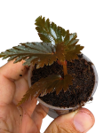 Begonia sp. Miri