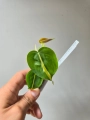 Philodendron cream splash / tricolor S