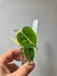 Philodendron cream splash / tricolor S