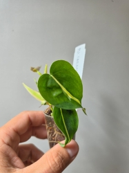 Philodendron cream splash / tricolor S