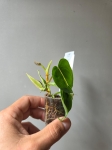 Philodendron cream splash / tricolor S