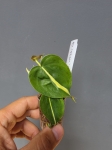 Philodendron cream splash / tricolor S