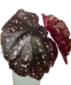 Begonia palmata