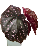 Begonia palmata