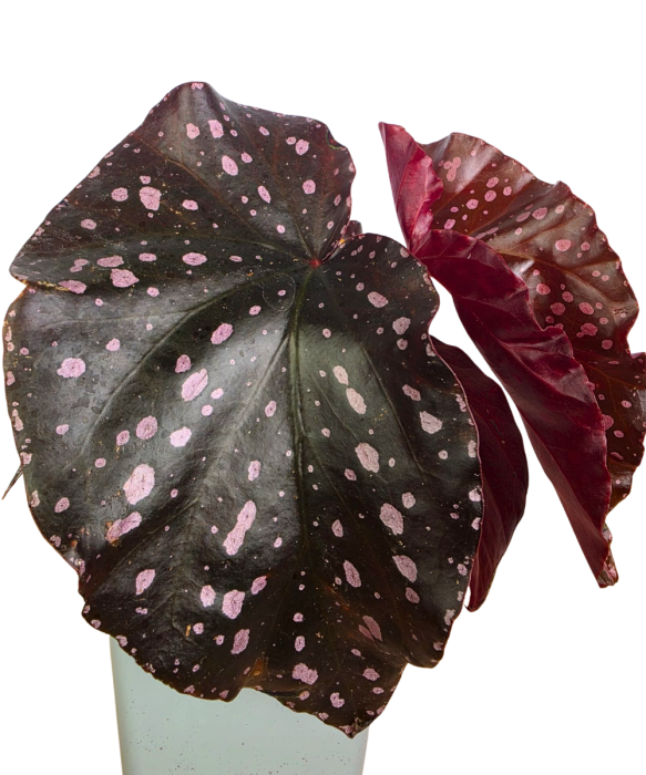 Begonia palmata