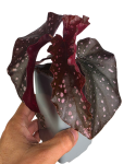 Begonia palmata
