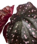 Begonia palmata