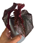 Begonia palmata