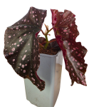 Begonia palmata