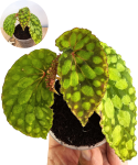 Begonia U038 a.png