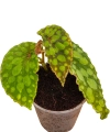 Begonia U038 b.png