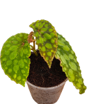 Begonia U038 b.png