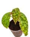 Begonia U038 c.png