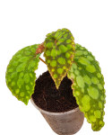 Begonia U038 c.png
