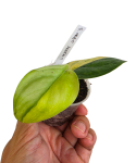 Scindapsus orbit aurea w doniczce 6cm.png
