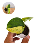 Scindapsus orbit aurea.png