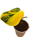 Philodendron micans aurea variegata w doniczce 6cm.png