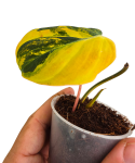 Philodendron micans aurea variegata zbliżenie.png